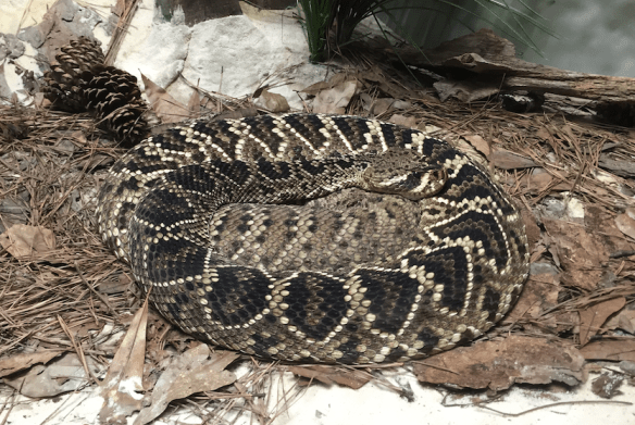 Zoo Atlanta, Eastern Diamond Rattlesnake