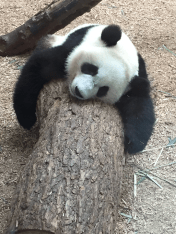 Not Letting Go of a Log