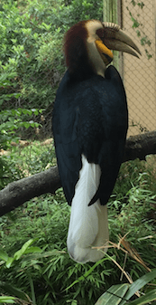 Atlanta Zoo, Wreathed Hornbill