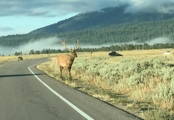 Roadside Elk, Grand Tetons
