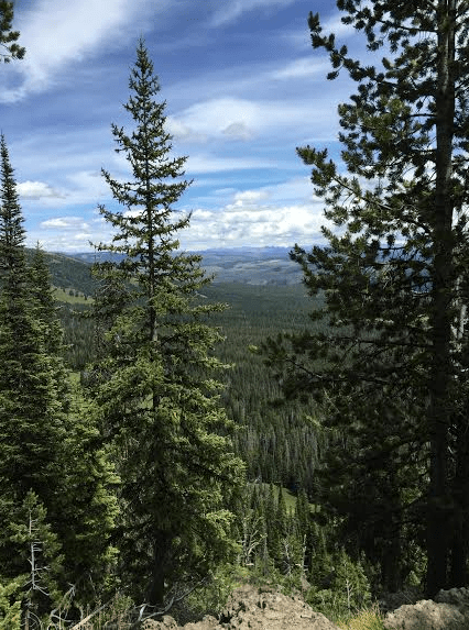 Mt Washburn, Yellowstone