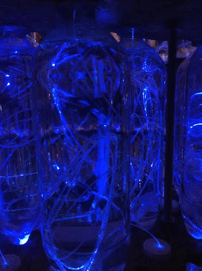 Atlanta Botanical Gardens