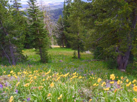 Mount Washburn, Yellowstone