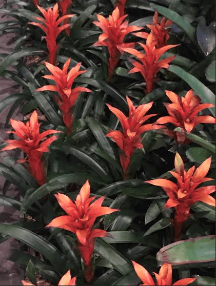 Atlanta Botanical Gardens