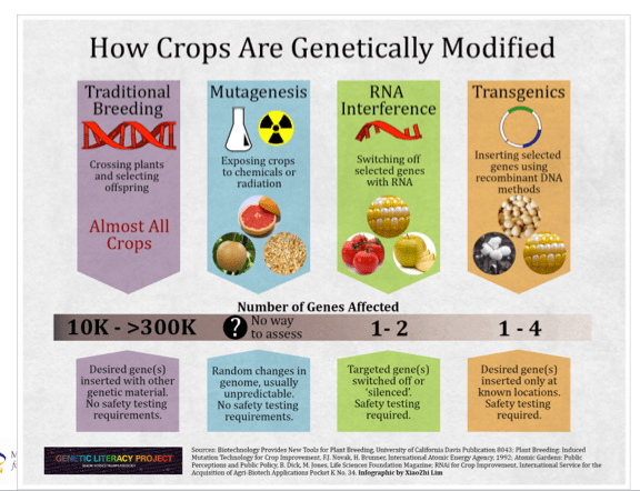 Why Newer Techniques (Genetic Engineering) Are Safer