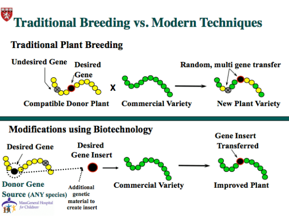 Biotechnology/genetic engineering is more precise in selecting desirable crop traits