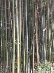 Bamboo