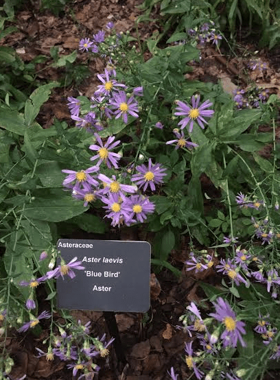 Atlanta Botanical Gardens