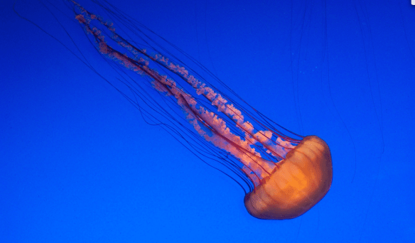 Chattanooga Aquarium