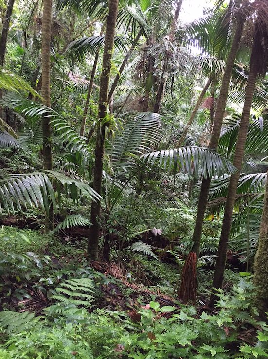 El Junque, Puerto Rico