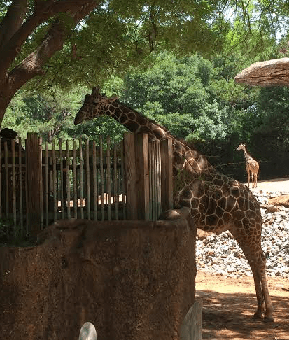 Atlanta Zoo 2016