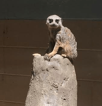 Meerkat, Atlanta Zoo 2016