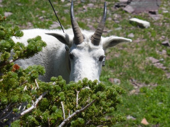 Mountain Goat at Glacier Natl Park. Antenna part of a study.