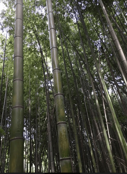 Screen Shot 2016-08-22 at 5.23.04 PM