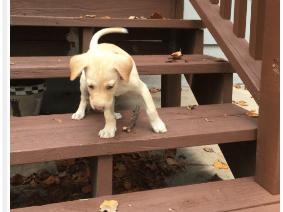 New Family Member: Charlie!