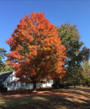 Neighborhood tree a few weeks ago