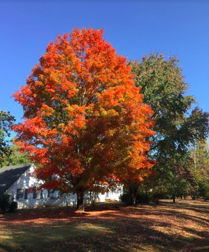 Neighborhood tree a few weeks ago