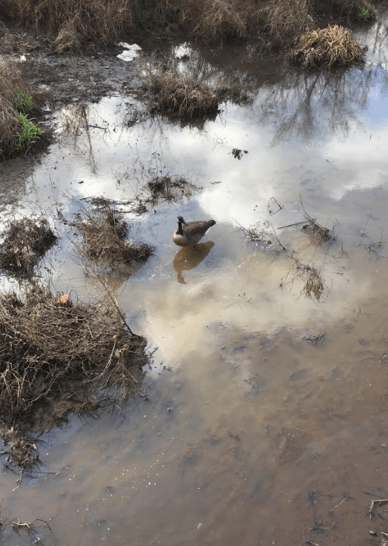 Chattahoochee near Azalea drive